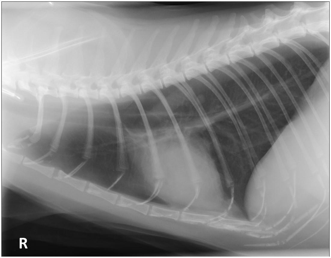 Pre Pubertal Feline Neutering The Role Of The Veterinary Nurse In