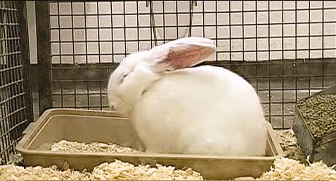 pain-in-rabbits-a-review-for-veterinary-nurses-part-3-management-of