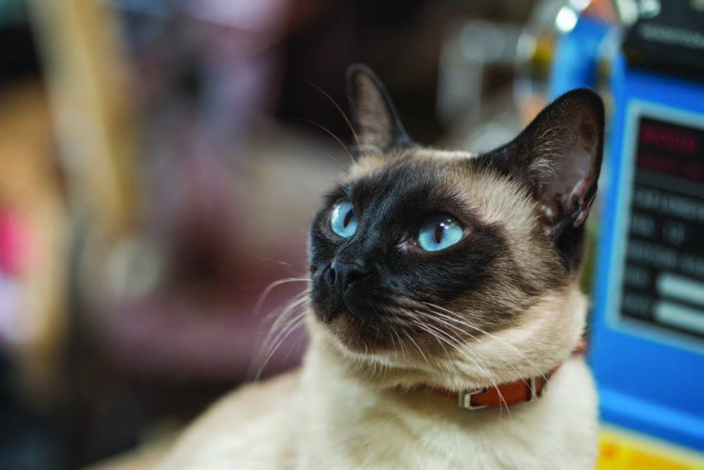 Management of mammary neoplasia in domestic cats British Veterinary