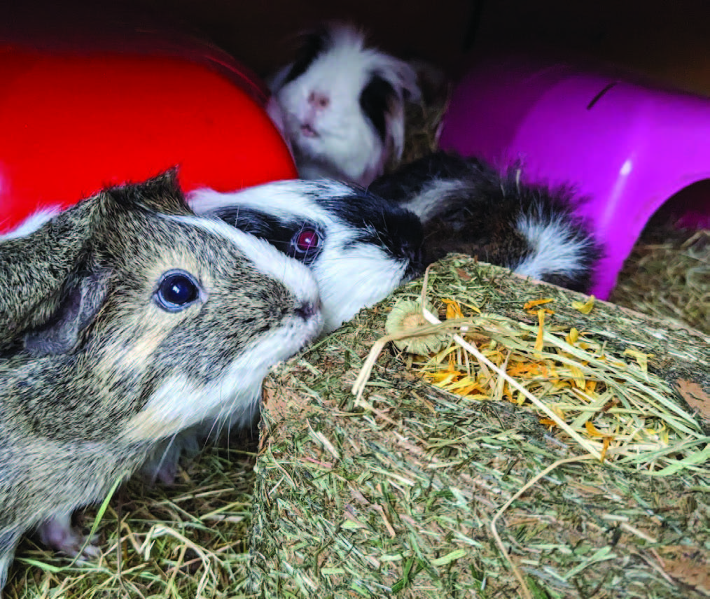 Improving the welfare and husbandry of guinea pigs in the UK British