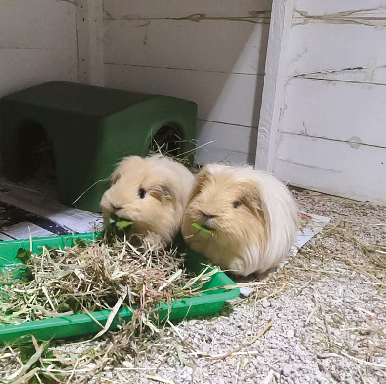 Picture of Diet and accommodation of the domestic guinea pig population A ...