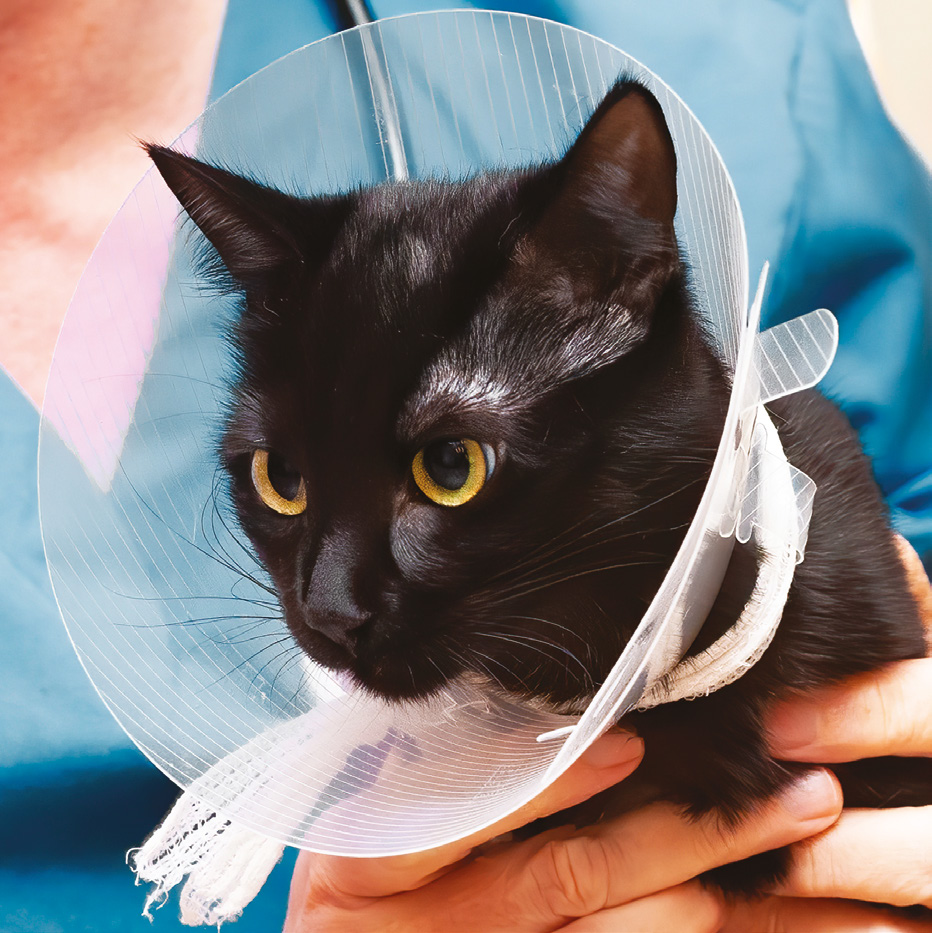 Urethral obstruction in a young male cat: A case study and nursing care ...