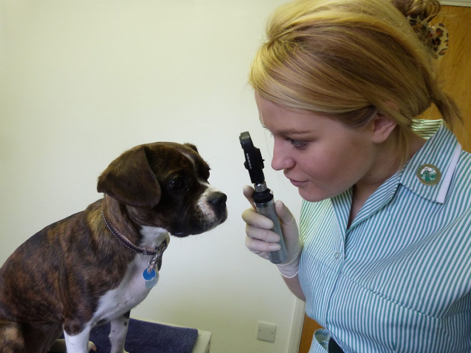 Hopeful news for student veterinary nurses British Veterinary Nursing