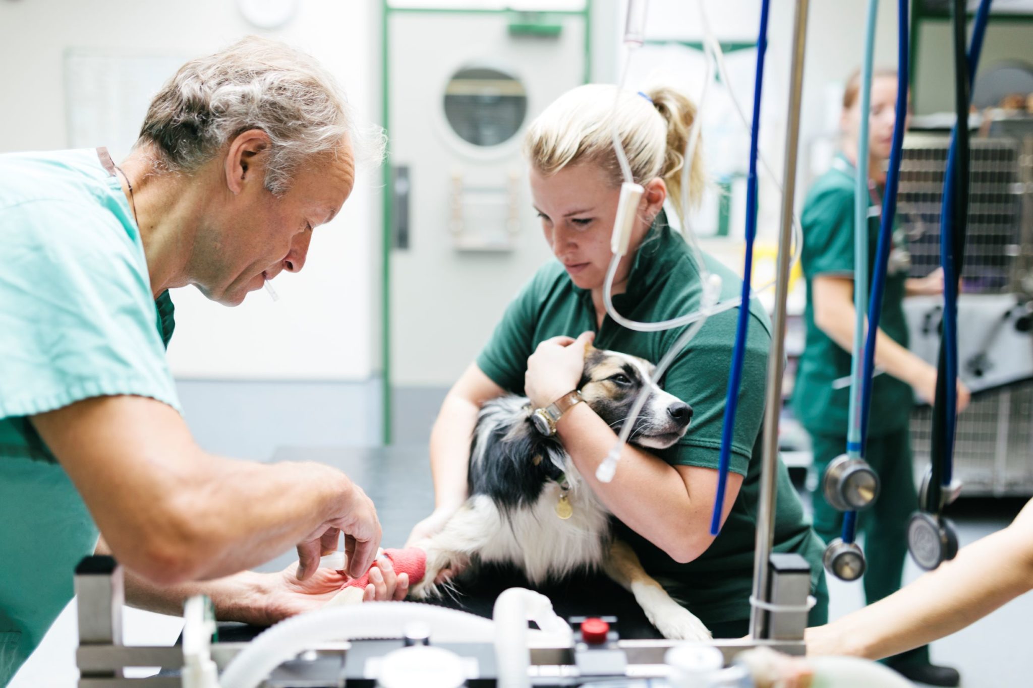 rcvs-day-one-skills-for-veterinary-nurses-british-veterinary-nursing