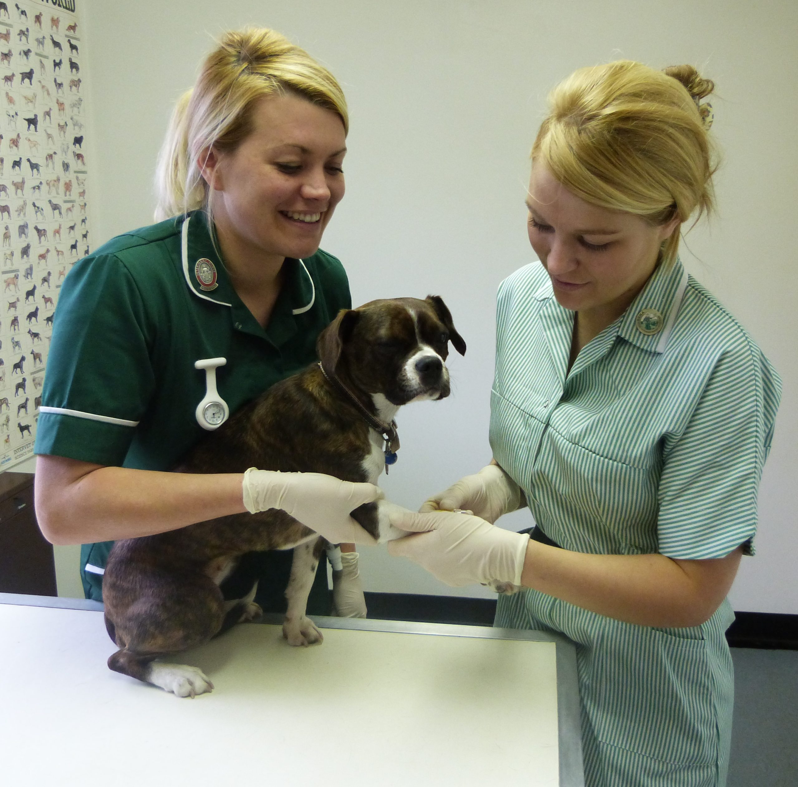 RCVS news Leading vet organisations seek practice support for vet and