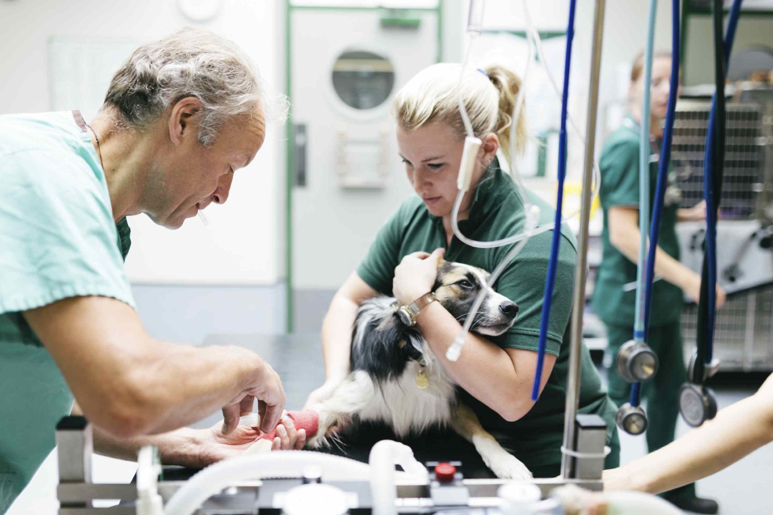 Learning Pathway in Anaesthesia British Veterinary Nursing