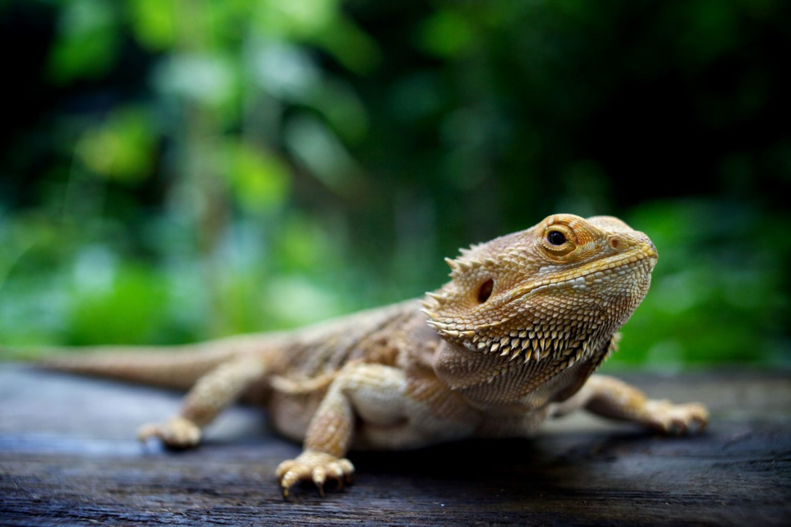 National Reptile Awareness Day - British Veterinary Nursing