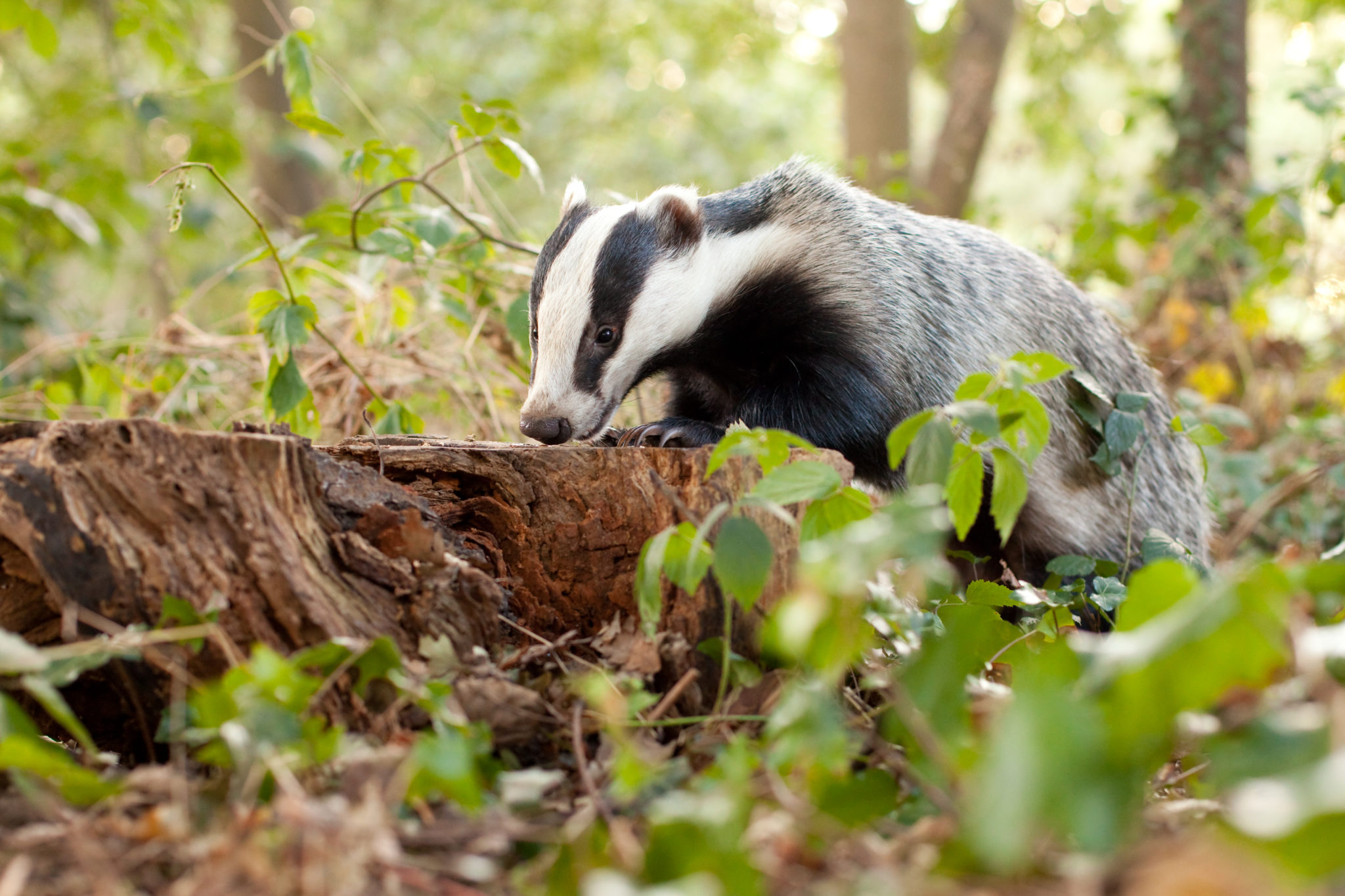 national-badger-day-british-veterinary-nursing-associationbritish