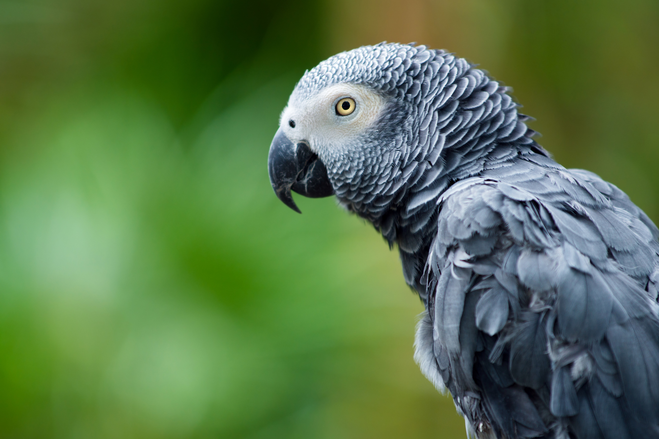Pain and Stress in Parrots British Veterinary Nursing
