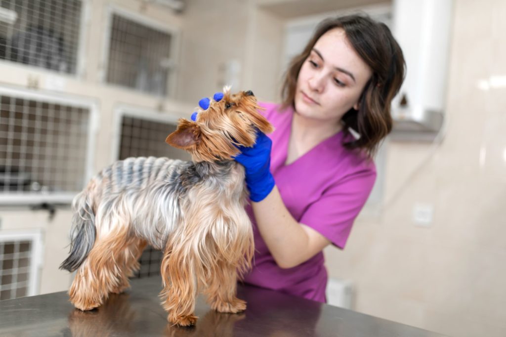Veterinary Nurse examining dog.