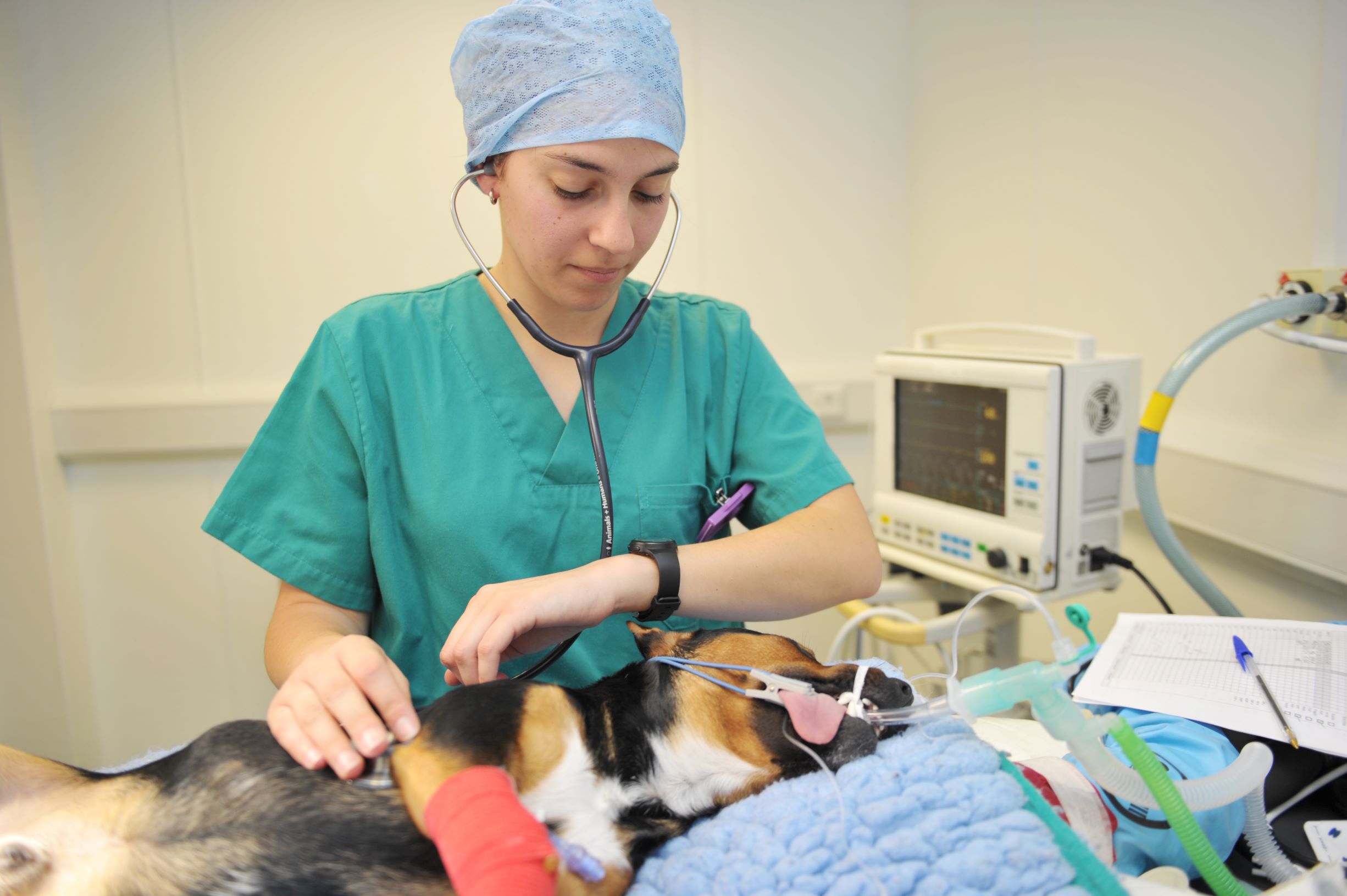 Part 2: The RVN’s Role in the Oncology Patient - BVNABritish Veterinary ...