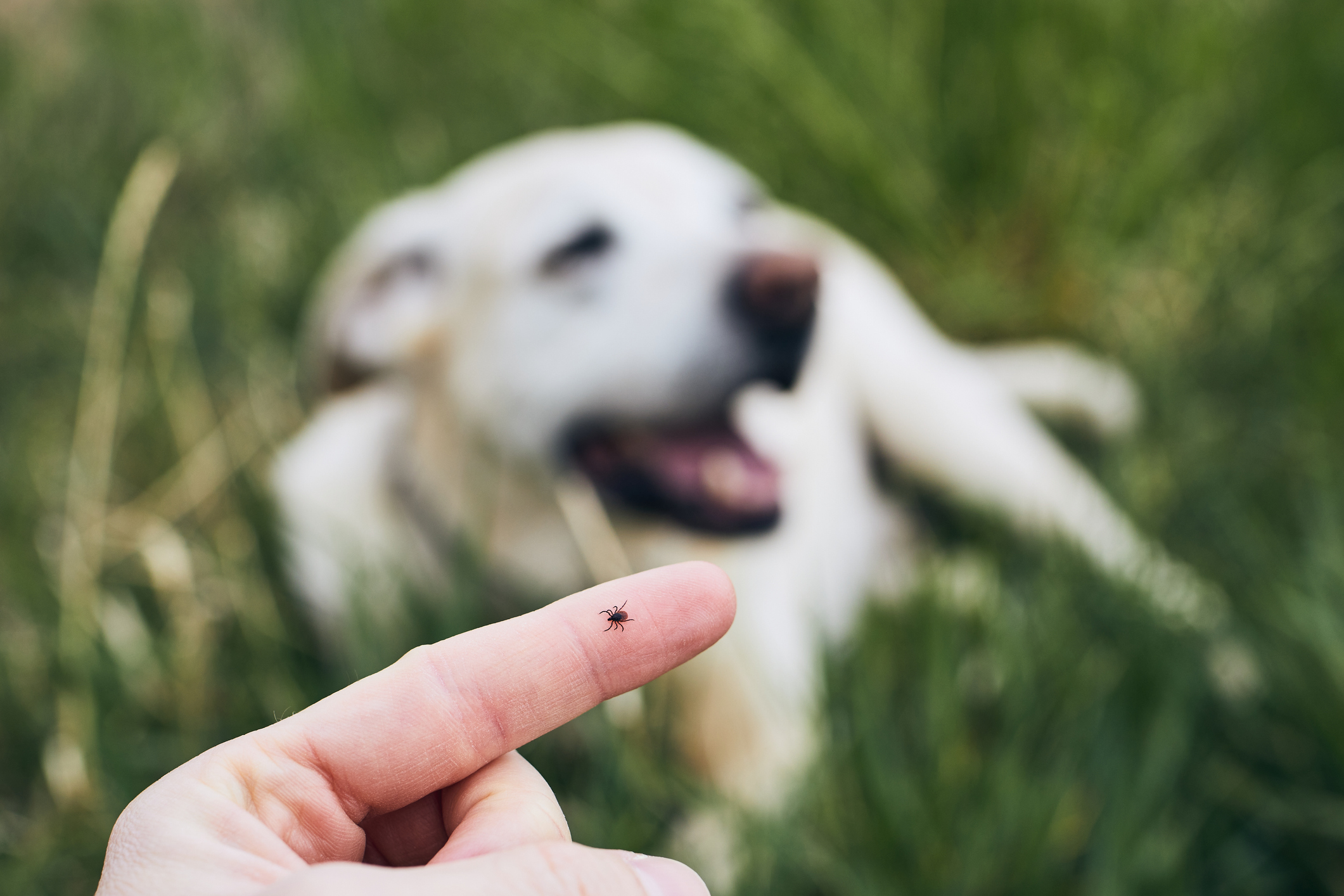 terrible-ticks-parasite-webinar-series-british-veterinary-nursing