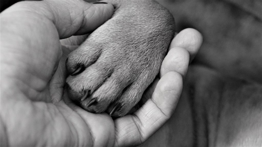 Pet Bereavement