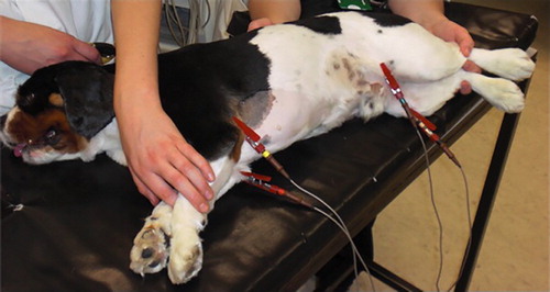 how is an ekg done on a dog