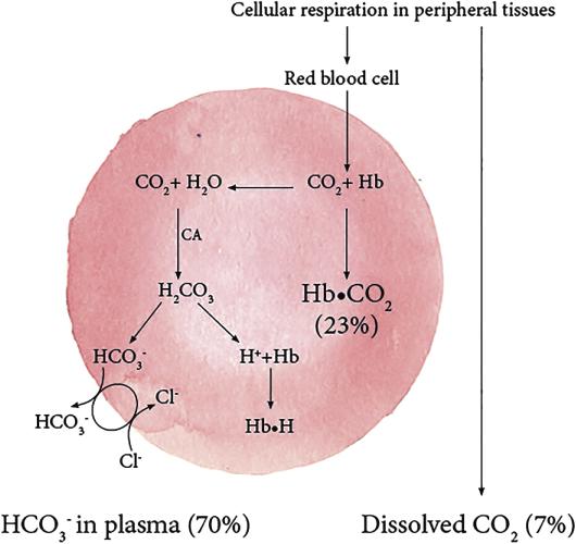 A simple approach to blood gas analysis the essentials by Lisa Angell