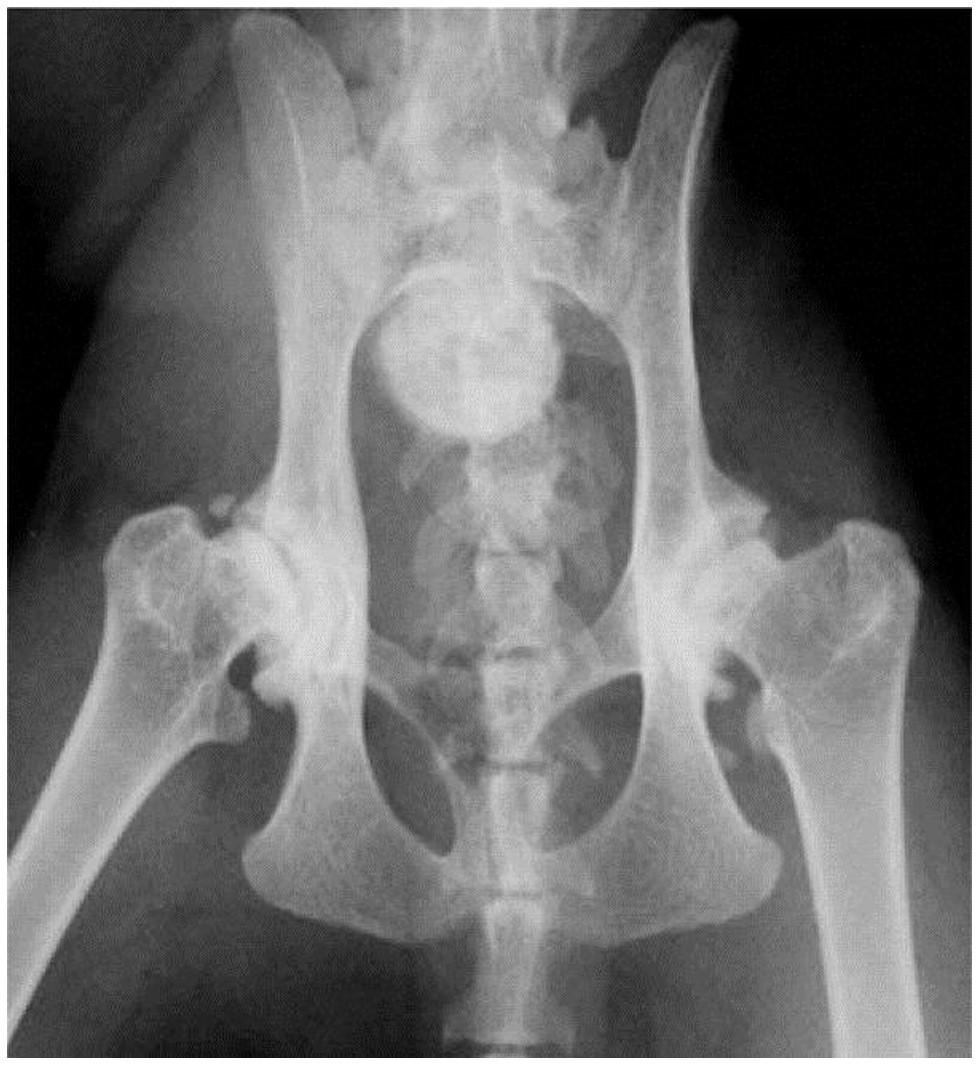 Management of the cat with osteoarthritis by Sarah Bolton British