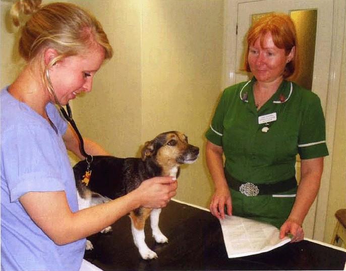 My role as a clinical coach in veterinary practice by Jane Cottrell British Veterinary Nursing