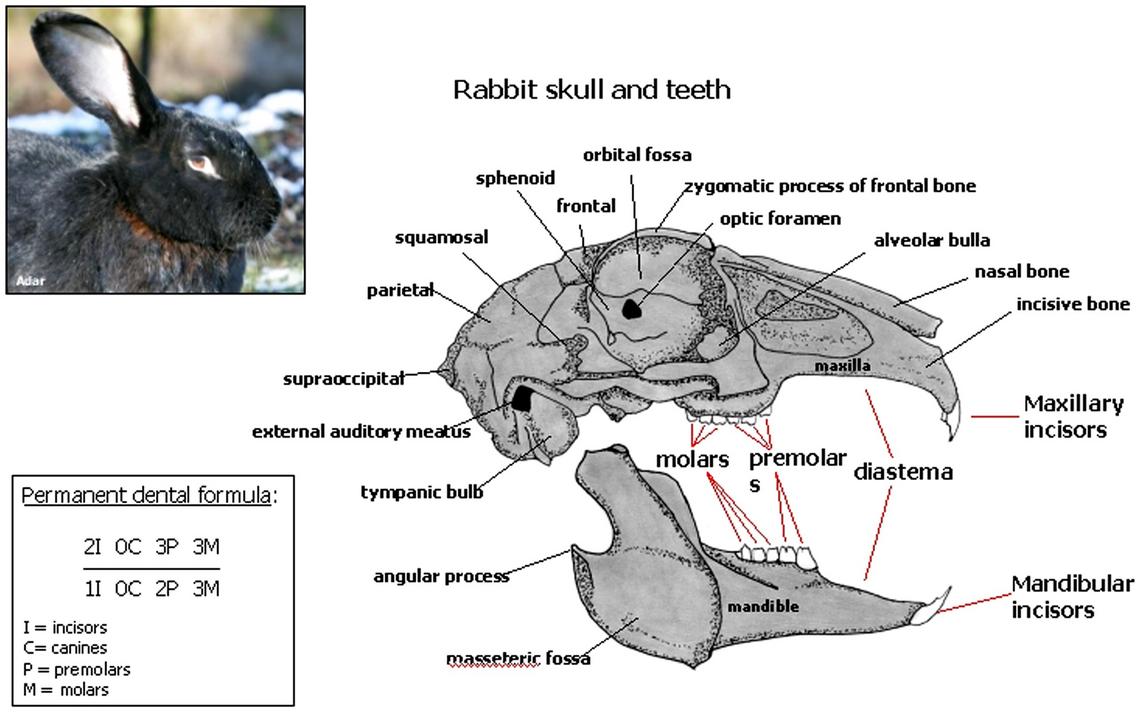 dental-disease-in-rabbits-malocclusion-by-kelly-druce-british