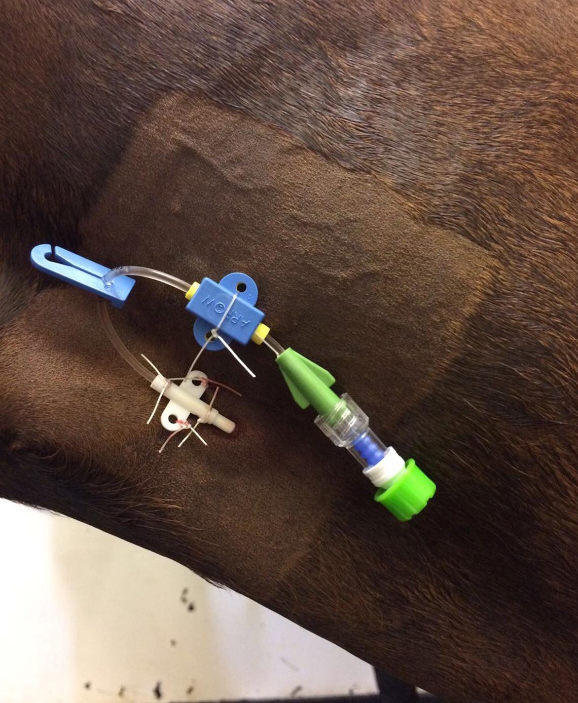 A comparative study of disinfecting catheter caps and their