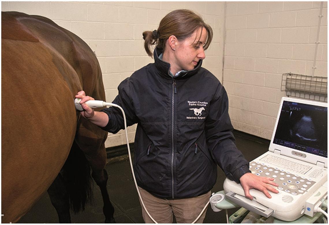 The veterinary nurse’s role in equine ultrasonography by Catherine Lane
