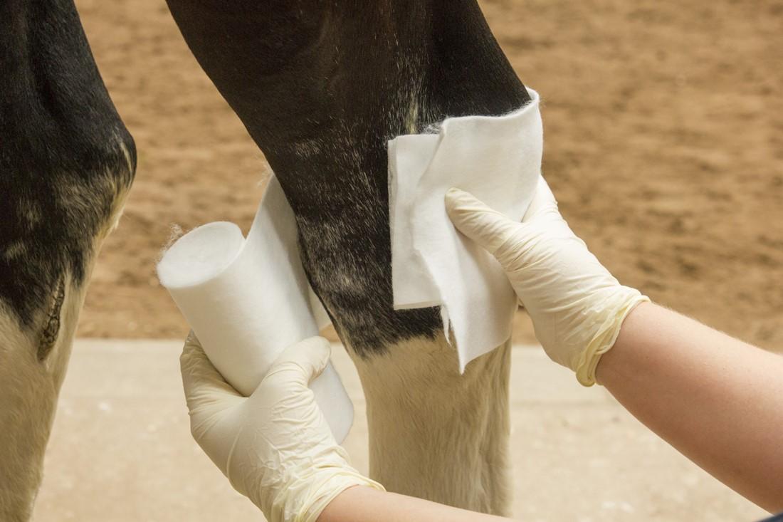 Best practice equine wound care and bandaging by Marie Claire