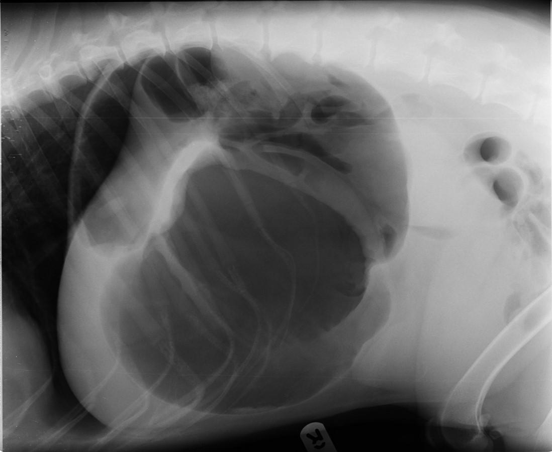 Gastric Dilatation And Volvulus. Part 1: Diagnosis And Patient ...