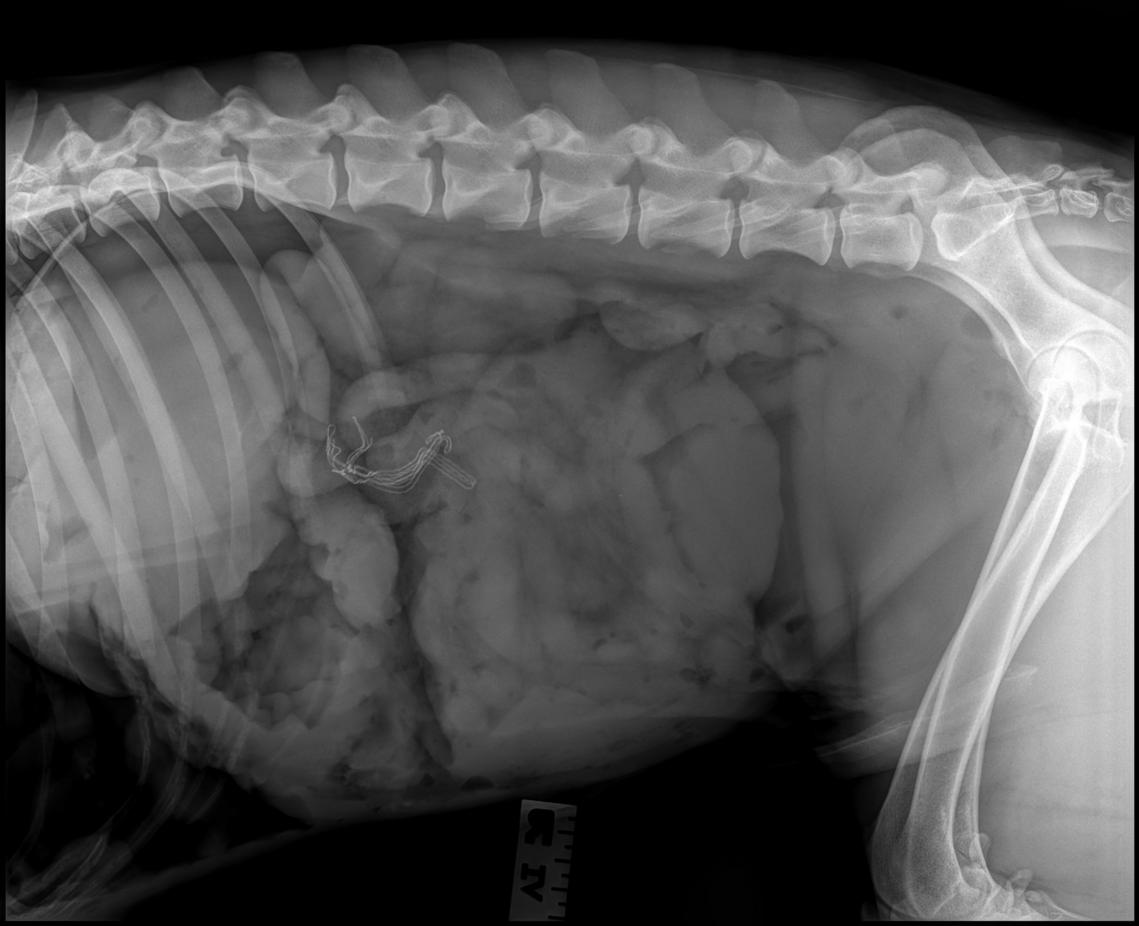 Gastric Dilatation And Volvulus. Part 2: Intraand Post-operative ...