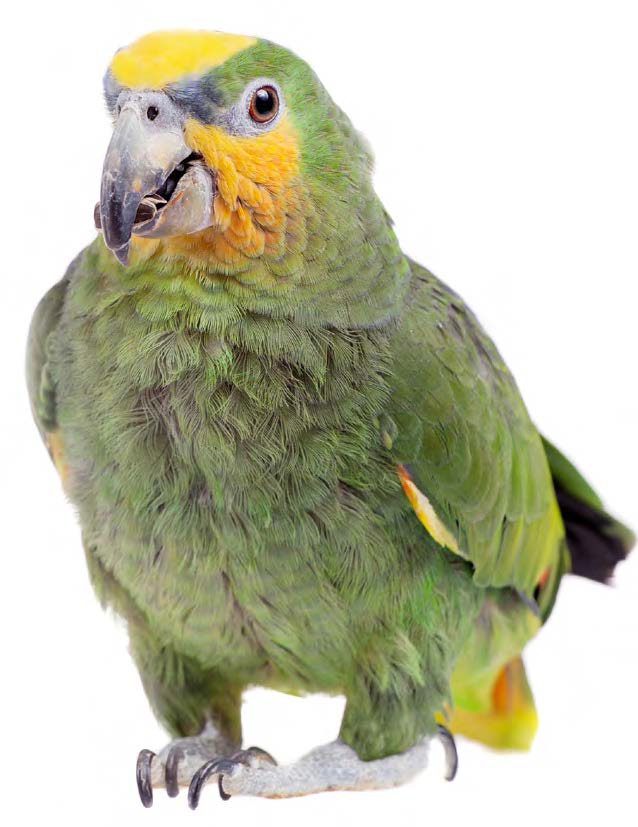 VNJ March 2022 - Hospitalisation and recovery of an orange winged