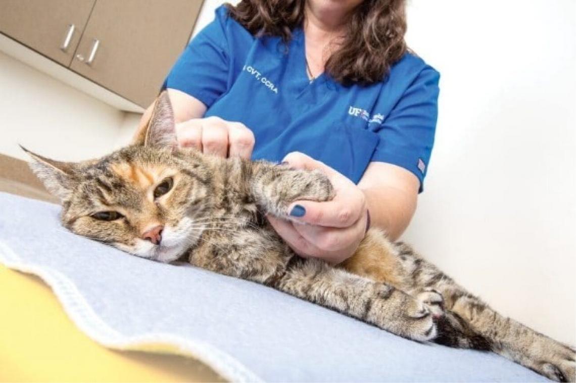 Nursing The Feline Neurological Patient With A Traumatic Brain Injury ...