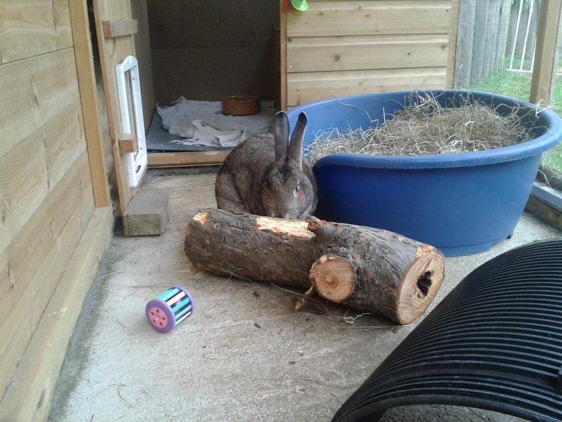Environmental Enrichment for Pet Rabbits How Can the RVN Help Educate