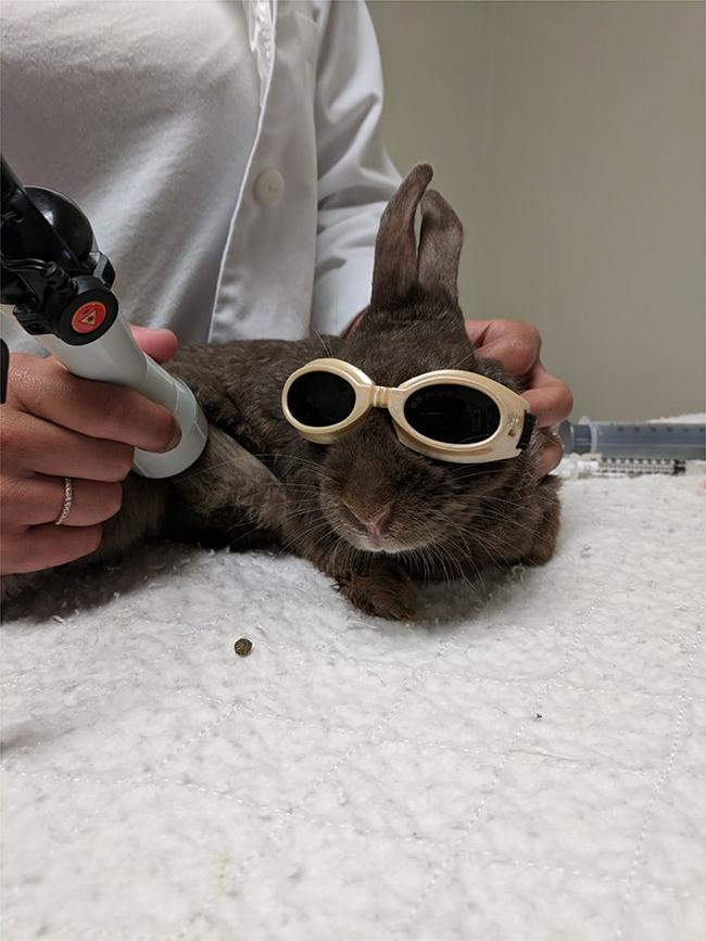 A walk on the wild side a review of physiotherapy for exotics and zoo