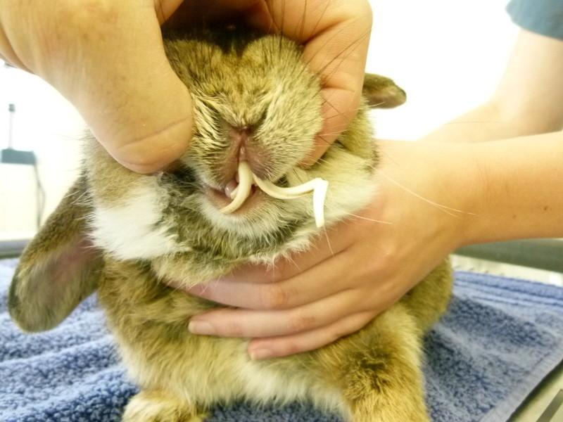 Helping your clients understand optimal rabbit care by Dr Jonathan Down ...