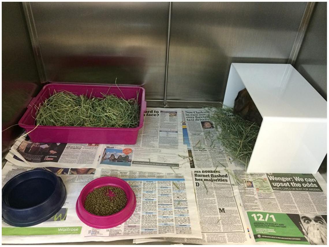 Maintaining standards of welfare in hospitalised rabbits by Laura