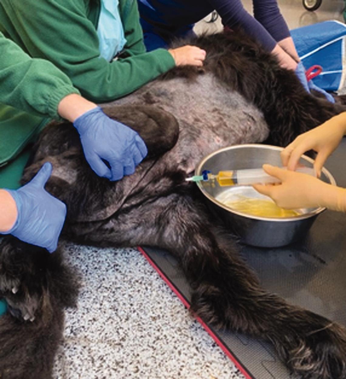 A move to referral nursing by Samantha Cross - British Veterinary ...