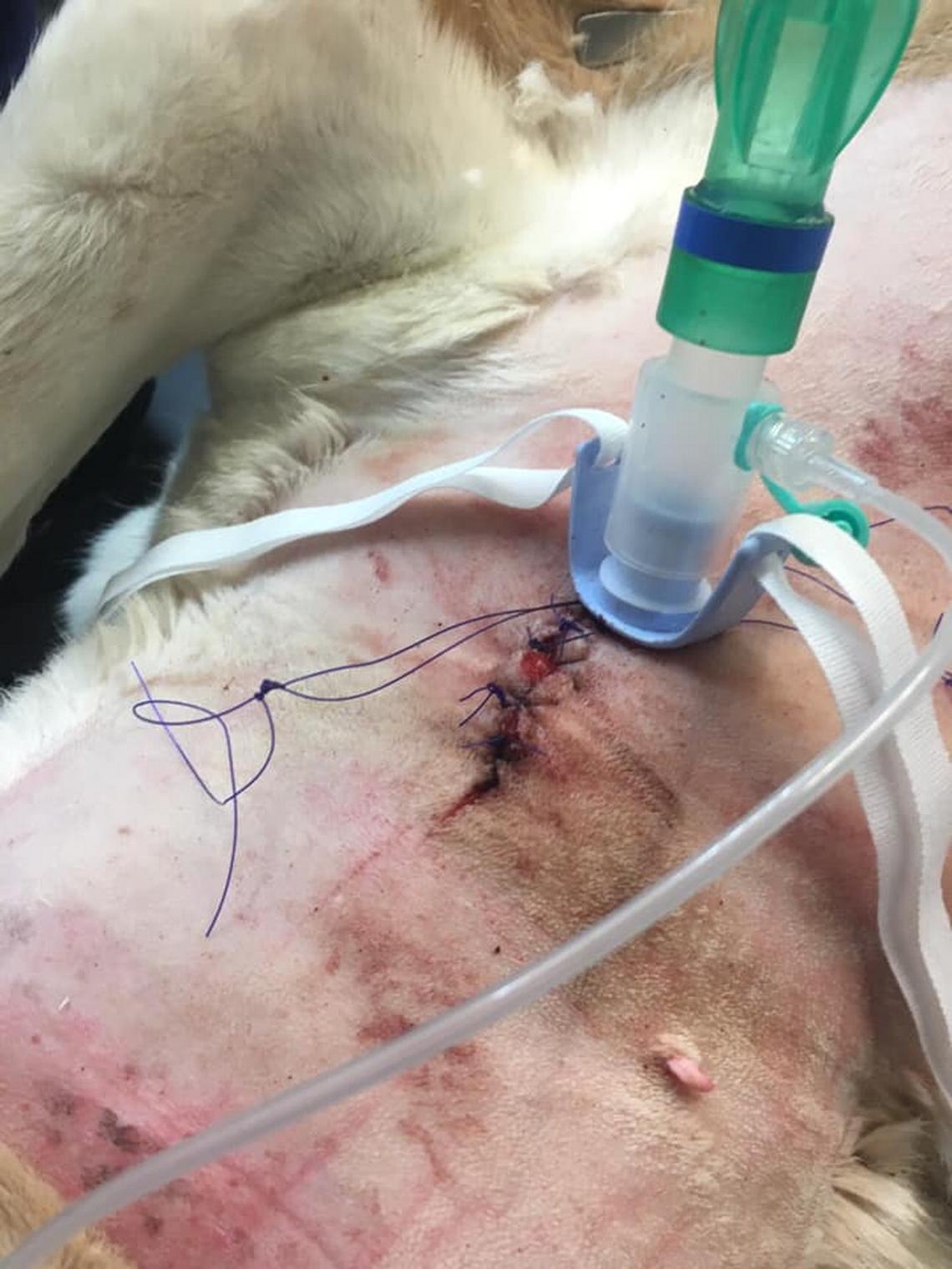 how to put a trach tube in a dog