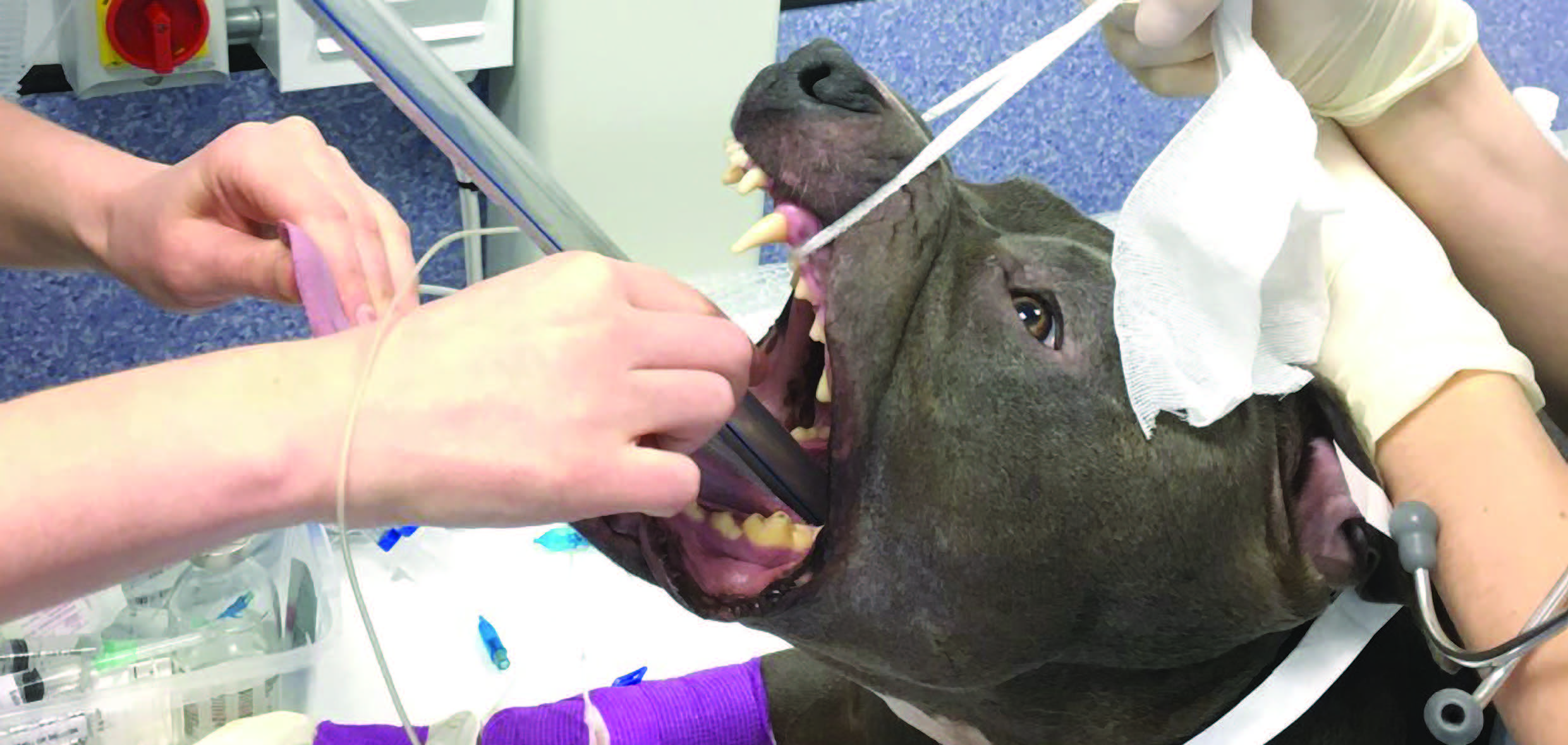 canine-and-feline-endotracheal-intubation-technique-and-tube-care