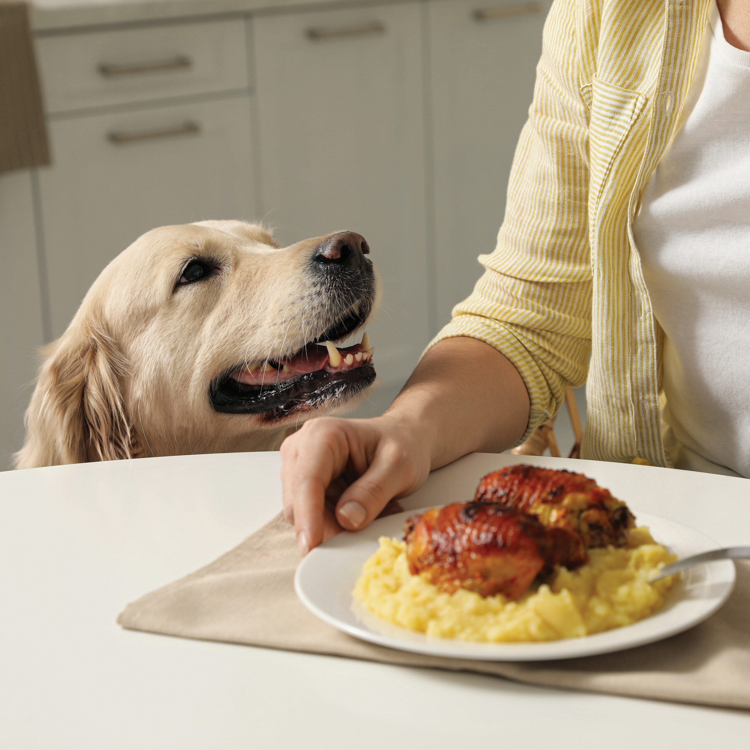 The effects of canine obesity and how to combat weight gain in dogs