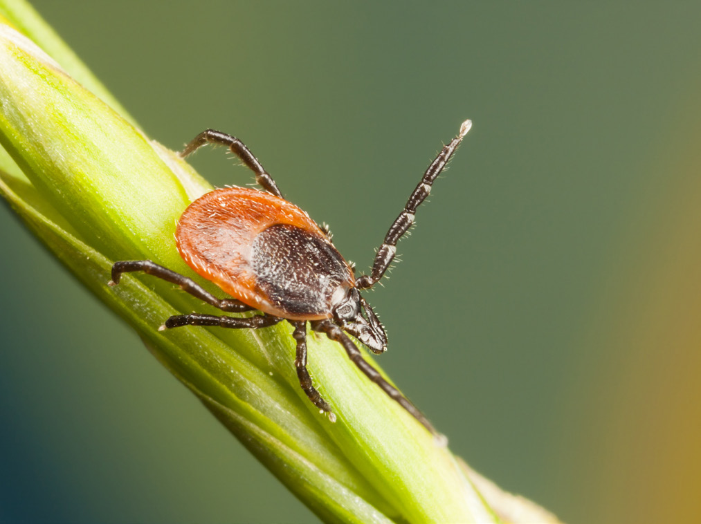 Ticks and an introduction to canine babesiosis - British Veterinary ...