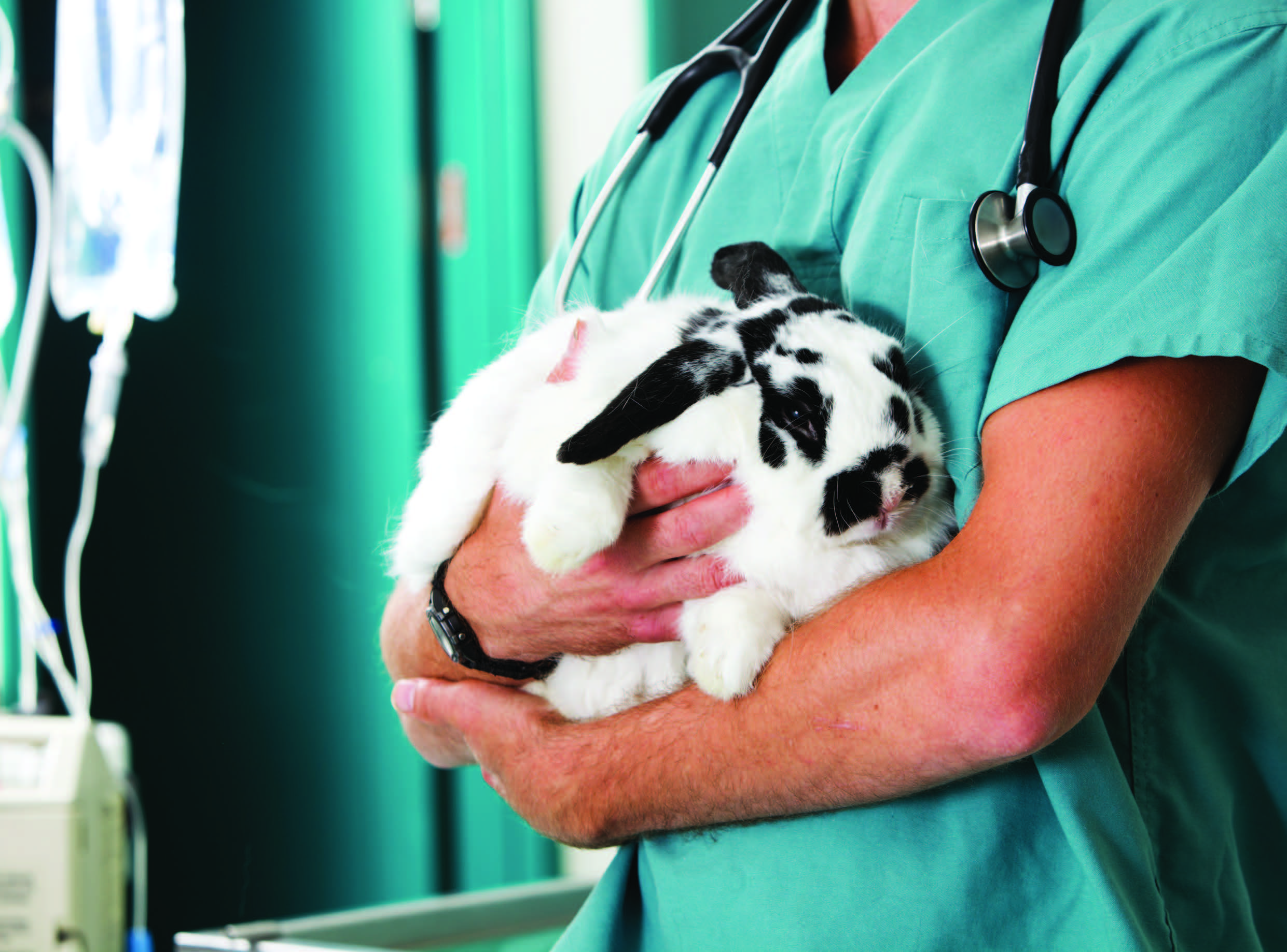 The nursing care implications for the critical myiasis rabbit focused