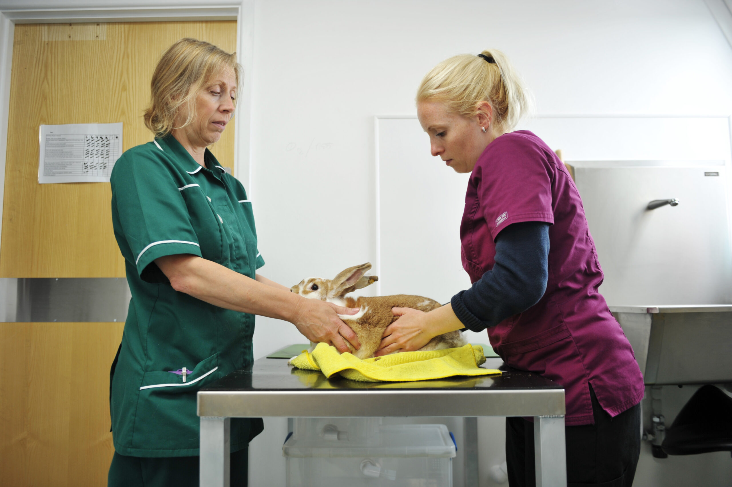 Veterinary Nurses wanted to assist in creation of new RCVS Academy