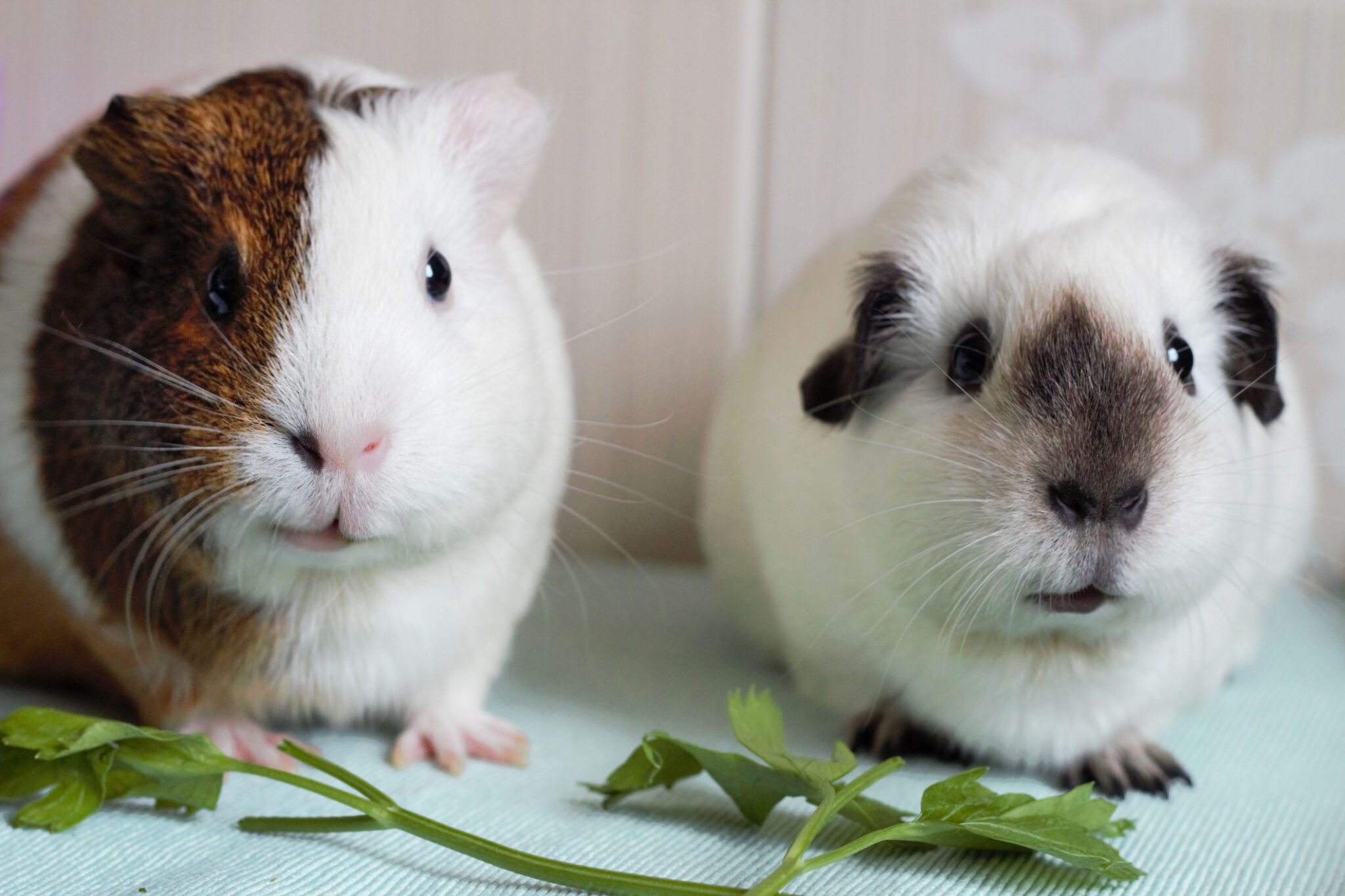 Guinea Pigs in Schools: Environment & Enrichment - British Veterinary ... - Extracta Pipe Carcinomas Guinea Pig Nursing Food