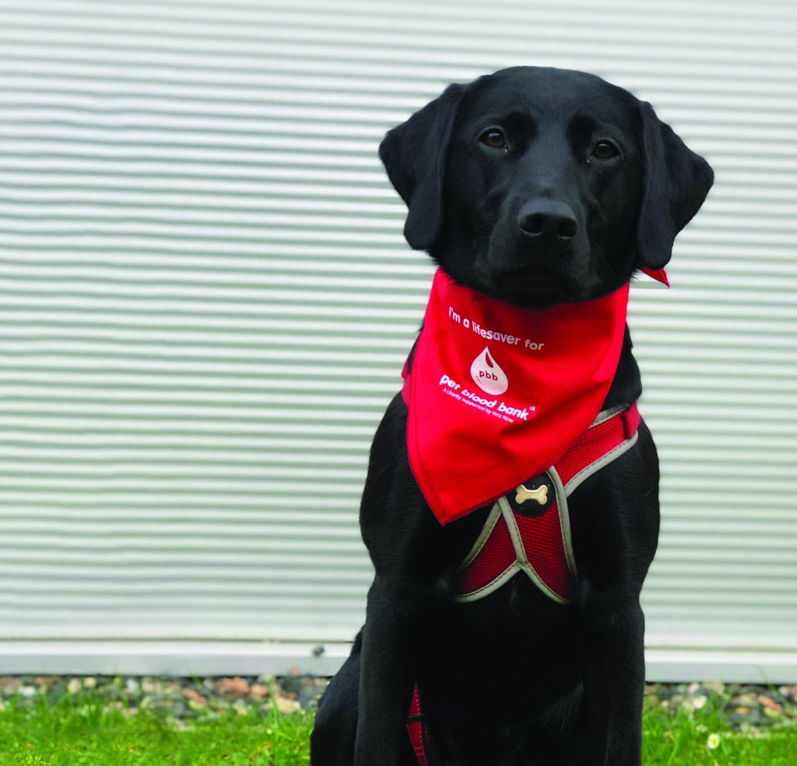 Pet blood donation Does increased awareness of pet blood banks