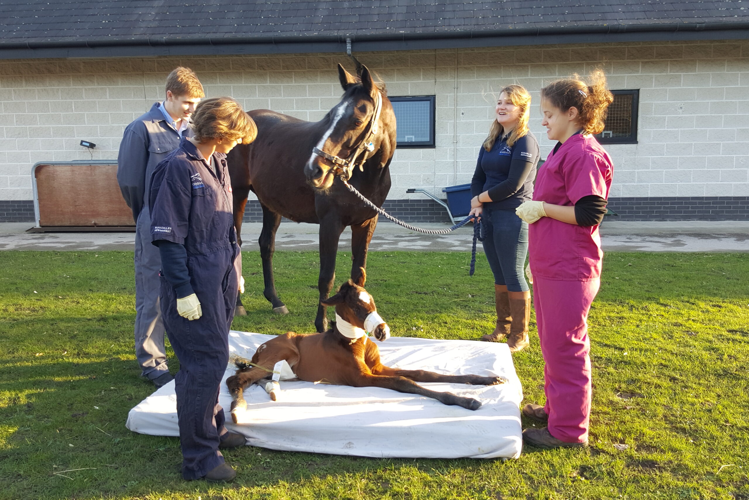 Nursing care of the recumbent neonatal foal - British Veterinary ...