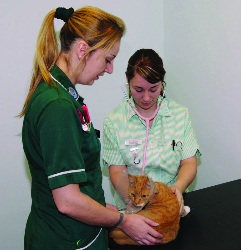 An RVN's guide to clinical coaching - British Veterinary Nursing ...
